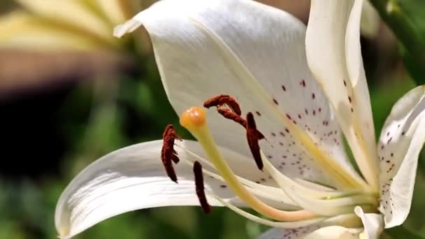 Schöne Gartenblumen Lilie Auf Dem Rasen — Stockvideo
