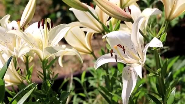 芝生の美しい庭の花ユリ — ストック動画
