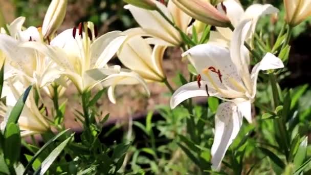 Lindas Flores Jardim Lírio Gramado — Vídeo de Stock