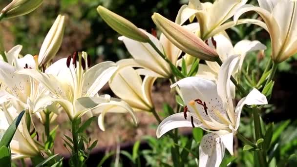 Красивые Садовые Цветы Лилия Газоне — стоковое видео