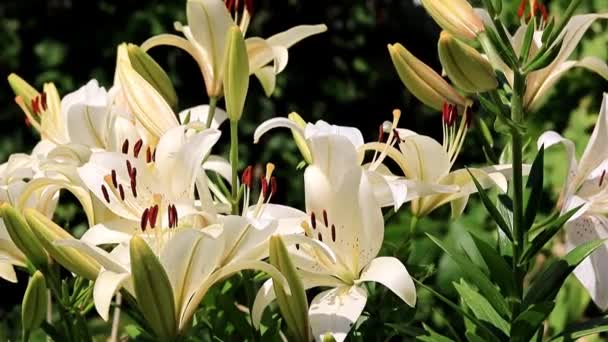 Beautiful Garden Flowers Lily Lawn — Stock Video