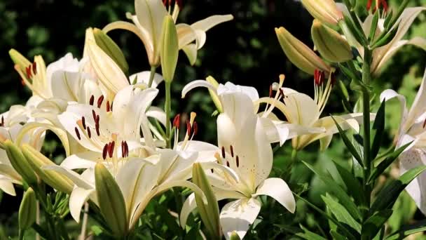 Lindas Flores Jardim Lírio Gramado — Vídeo de Stock