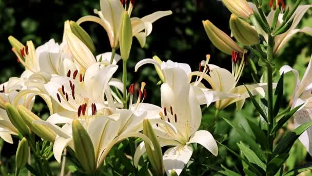 Lindas Flores Jardim Lírio Gramado — Vídeo de Stock