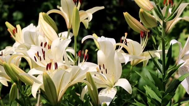 Beautiful Garden Flowers Lily Lawn — Stock Video