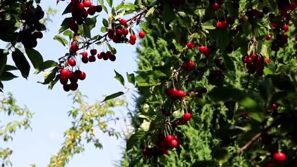 Hermosa Fruta Madura Bayas Cereza Las Ramas Árbol Jardín — Vídeos de Stock