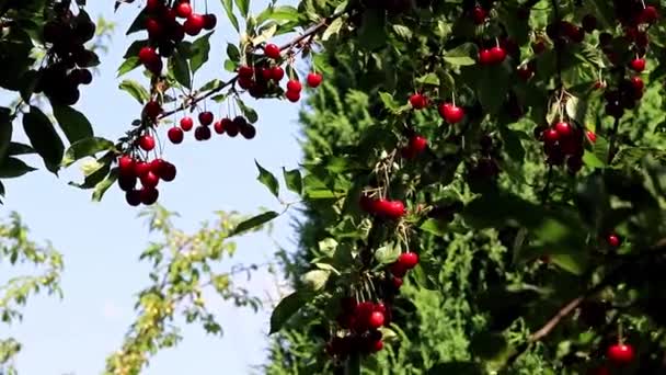 Hermosa Fruta Madura Bayas Cereza Las Ramas Árbol Jardín — Vídeos de Stock