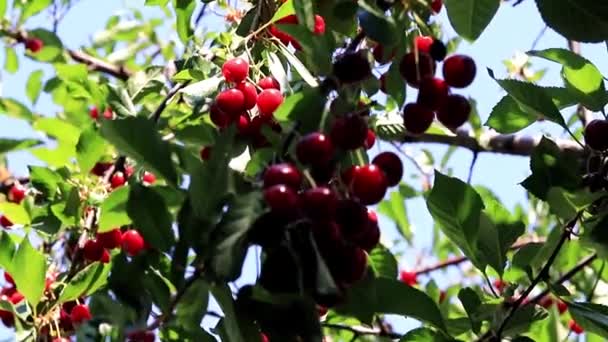 Belle Cerise Fruits Mûrs Sur Les Branches Arbre Jardin — Video