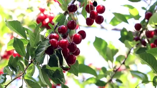 Schöne Reife Fruchtbeeren Kirsche Auf Den Zweigen Eines Gartenbaums — Stockvideo