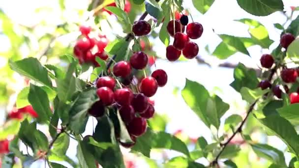 美丽成熟的水果浆果樱桃在树枝上的花园树 — 图库视频影像
