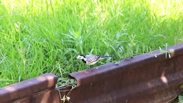 美丽的野鸟鹡鸰在草坪上 — 图库视频影像
