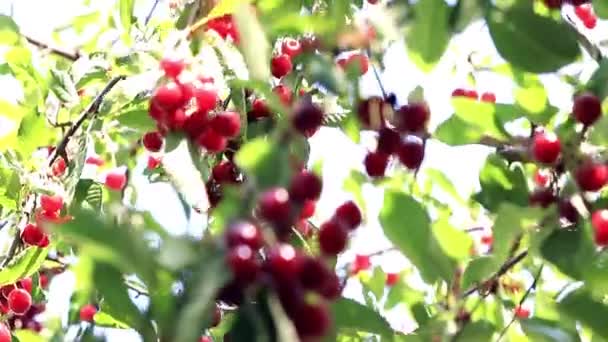 Belle Cerise Fruits Mûrs Sur Les Branches Arbre Jardin — Video