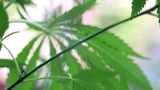 緑の葉と野生の麻のコーン — ストック動画