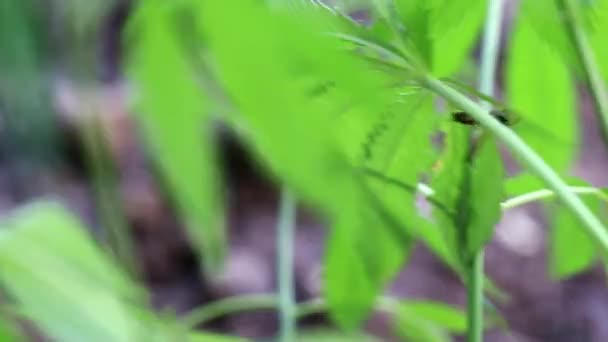 Green Leaves Cones Wild Hemp — Stock Video