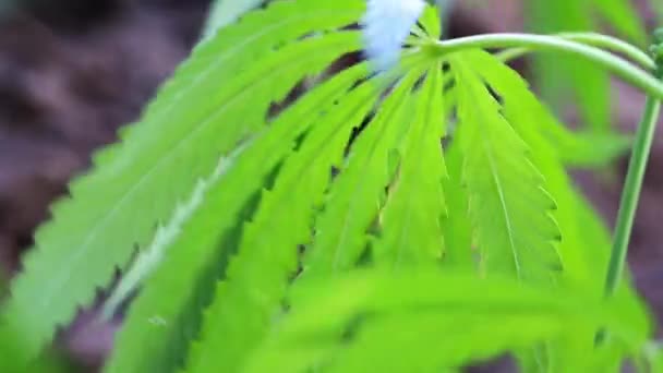 野生大麻的绿叶和球果 — 图库视频影像
