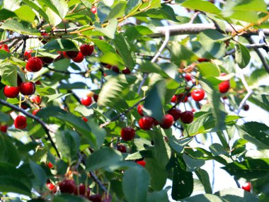 güzel olgun meyve çilek kiraz ağacının dalları üzerinde