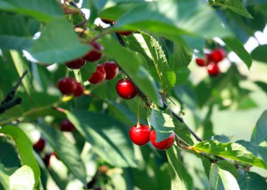 güzel olgun meyve çilek kiraz ağacının dalları üzerinde