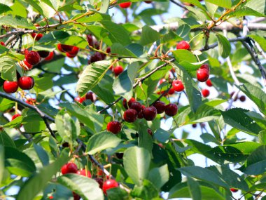 güzel olgun meyve çilek kiraz ağacının dalları üzerinde