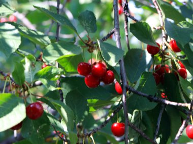 güzel olgun meyve çilek kiraz ağacının dalları üzerinde