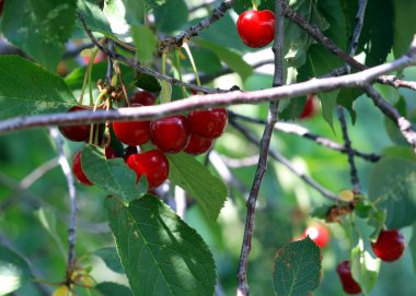 güzel olgun meyve çilek kiraz ağacının dalları üzerinde