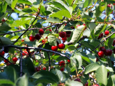 güzel olgun meyve çilek kiraz ağacının dalları üzerinde
