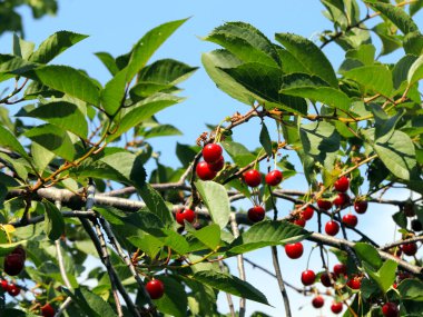 güzel olgun meyve çilek kiraz ağacının dalları üzerinde