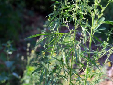 çalılıkları doğal ortamlarda yabani kenevir