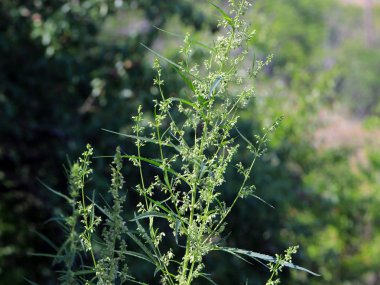 çalılıkları doğal ortamlarda yabani kenevir