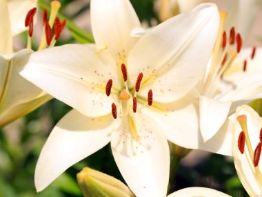 güzel taze narin çiçek Bahçe lilyum