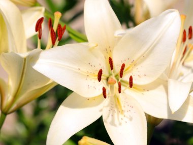 güzel taze narin çiçek Bahçe lilyum