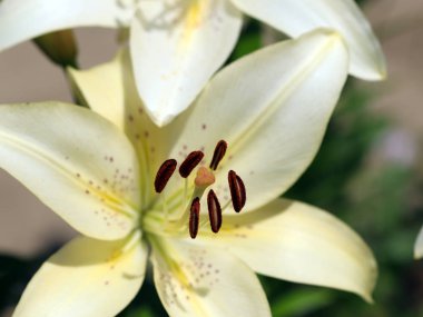 güzel taze narin çiçek Bahçe lilyum