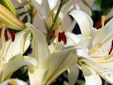 güzel taze narin çiçek Bahçe lilyum