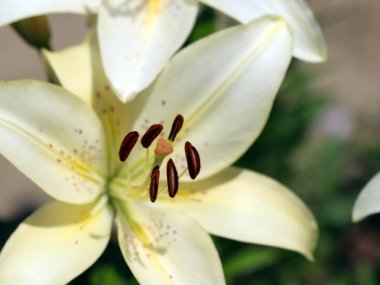 güzel taze narin çiçek Bahçe lilyum