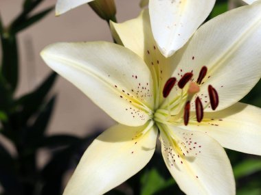 güzel taze narin çiçek Bahçe lilyum