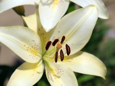 güzel taze narin çiçek Bahçe lilyum