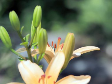 güzel taze narin çiçek Bahçe lilyum