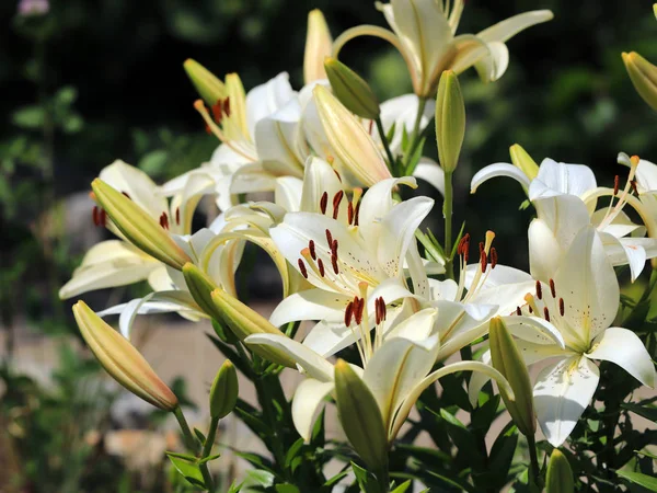 Färska Blommor Trädgård Lily Ängen — Stockfoto