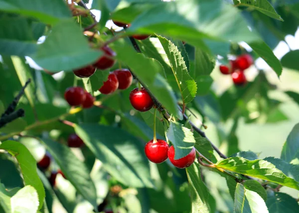 güzel olgun meyve çilek kiraz ağacının dalları üzerinde