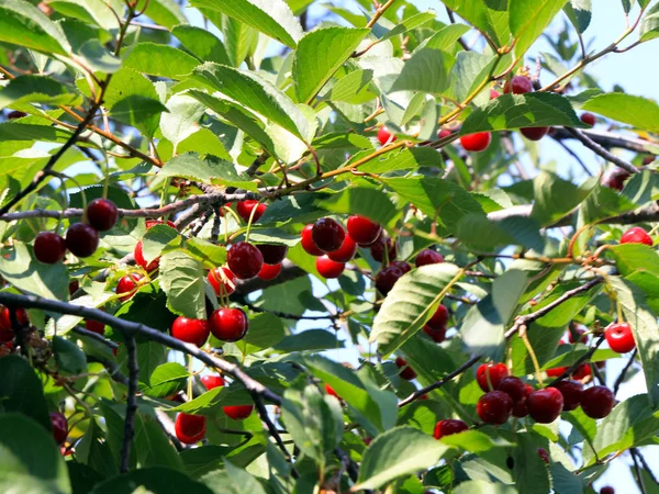 güzel olgun meyve çilek kiraz ağacının dalları üzerinde