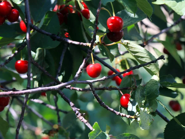 güzel olgun meyve çilek kiraz ağacının dalları üzerinde