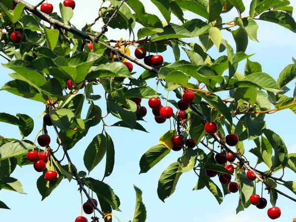 Schöne Reife Fruchtbeeren Kirsche Auf Den Ästen Eines Baumes — Stockfoto