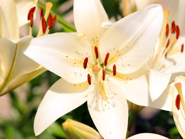 Belles Fleurs Délicates Fraîches Lis Jardin — Photo