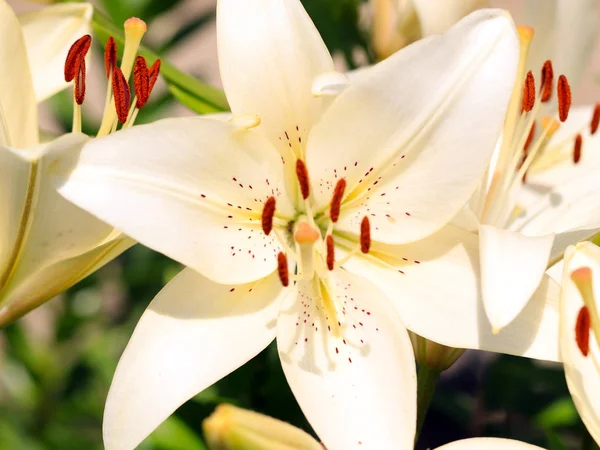 beautiful fresh delicate flowers garden lilies