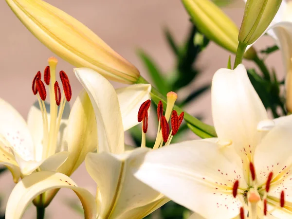 Красивые Свежие Нежные Цветы Садовые Лилии — стоковое фото