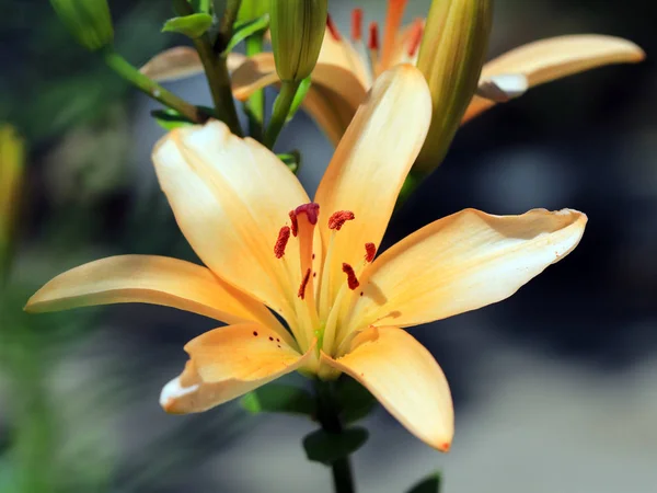 Hermosas Flores Frescas Delicadas Lirios Jardín —  Fotos de Stock