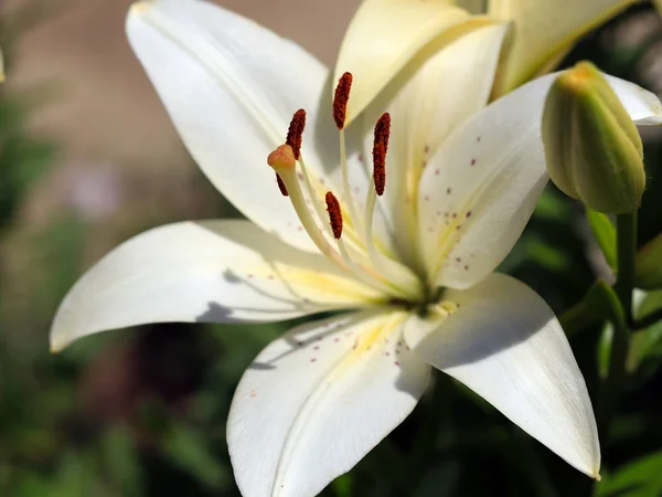 美しい新鮮な繊細な花庭のユリ — ストック写真