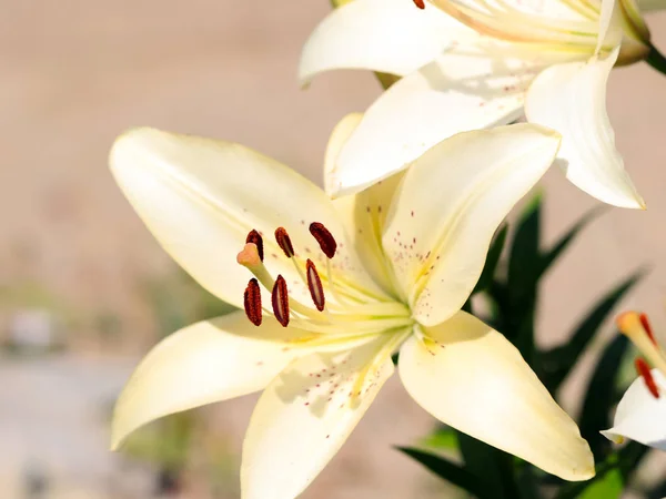 Mooie Verse Delicate Bloemen Tuin Lelies — Stockfoto