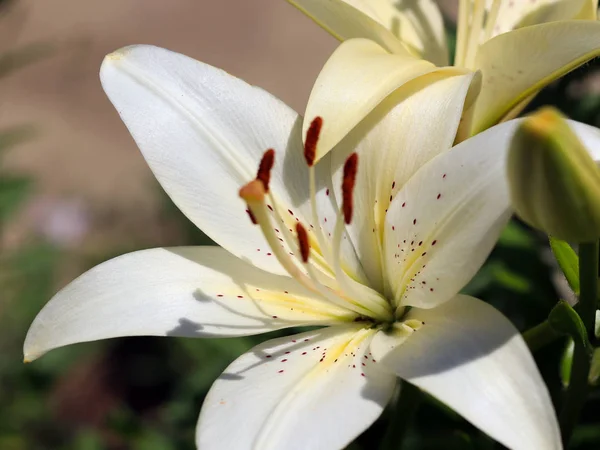 美しい新鮮な繊細な花庭のユリ — ストック写真