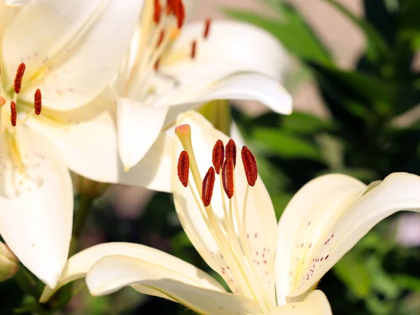 Mooie Verse Delicate Bloemen Tuin Lelies — Stockfoto