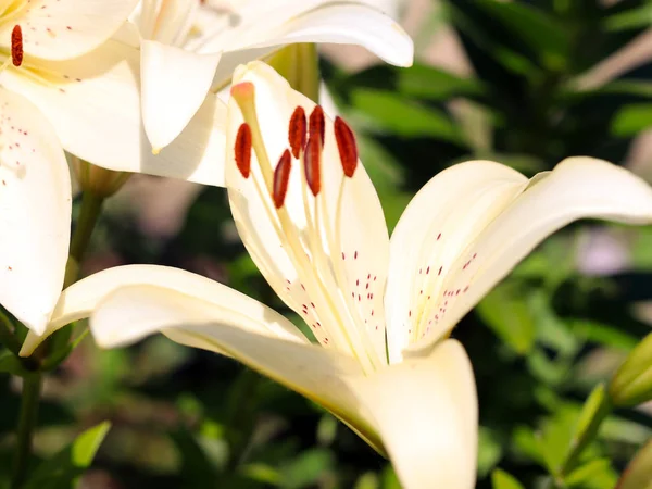 Mooie Verse Delicate Bloemen Tuin Lelies — Stockfoto