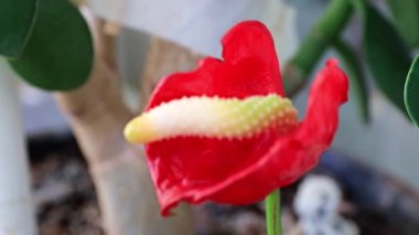 kapalı dekoratif bitki Anthurium Andre parlak kırmızı çiçek
